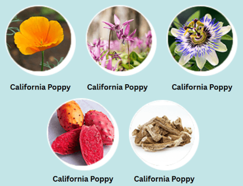 Beyond Nerve Relief Ingredients