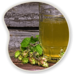Organic-Green-Tea-Hops