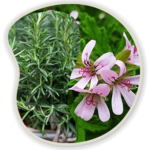 Rosemary-Pelargonium-Graveolens
