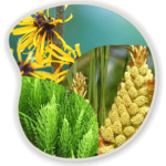 Witch-Hazel-Scots-Pine-and-Horsetail-Extract
